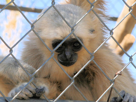 Young Pileated Gibbon (photo Tim Jones)