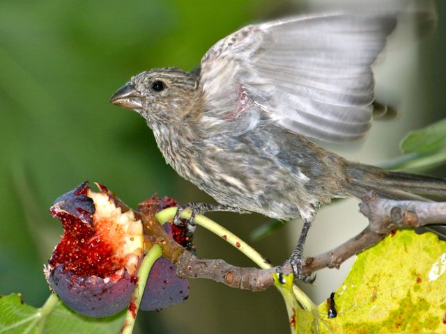 Finch - California