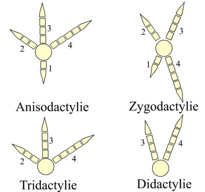 bird foot types