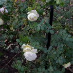 Charlie’s Rose