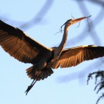 Nesting Grey Herons