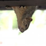 Squirrel Impossible