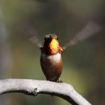 To Catch a Humming Bird