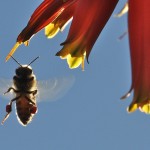 Busy Bees