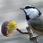 white-crowned sparrow