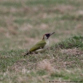 European Green Woodpecker, Picus viridis, male. (Photo: Tim Jones)