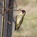 European Green Woodpecker, Picus viridis, male. (Photo: Tim Jones)
