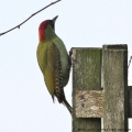 European Green Woodpecker, Picus viridis, female. (Photo: Tim Jones)