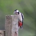Great Spotted Woodpecker, Dendrocopus major, male, Surrey - UK, (Photo:Tim Jones)
