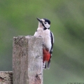 Great Spotted Woodpecker, Dendrocopus major, male, Surrey - UK, (Photo:Tim Jones)