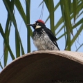 Acorn Woodpecker (Melanenpes formicivorus) Santa Barbara, USA)