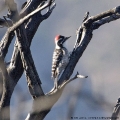 Ladder-backed Woodpecker (Picoides scalaris) LA Forest area, USA