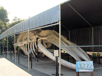 Blue Whale Skeleton  Santa Barbara Museum of Natural History