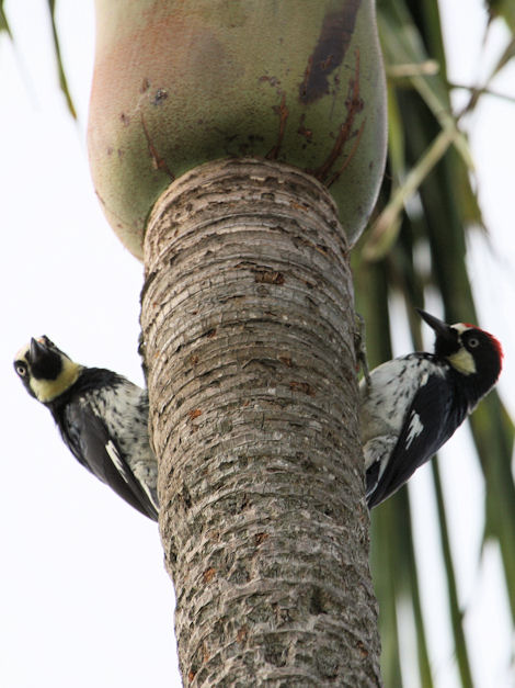 Acorn Woodpecker in Santa Barbara (Melanerpes formicivorus)
