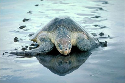 olive-ridley-turtle