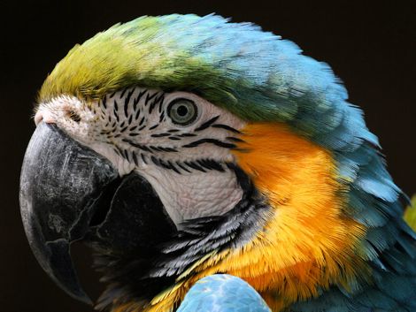 Parrot (Photo: Tim Jones at Santa Barbara Zoo)