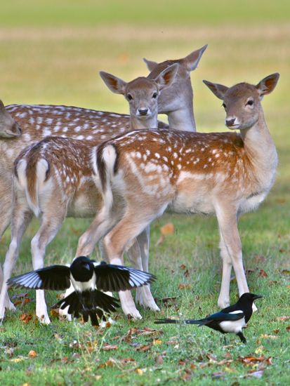 Fallow Deer with Magpies (Copyright Tim Jones)