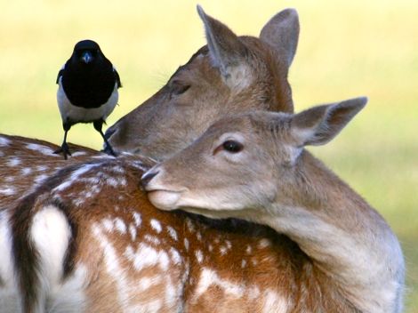 Deer and magpies (Photo Tim Jones)