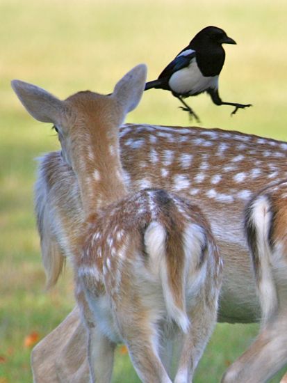 Deer with magpies (Photo Tim Jones)