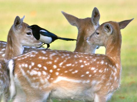 Deer with magpies (Photo Tim Jones)