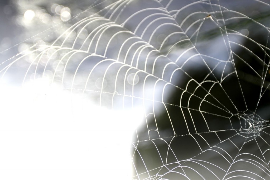 Spider Web with water droplets