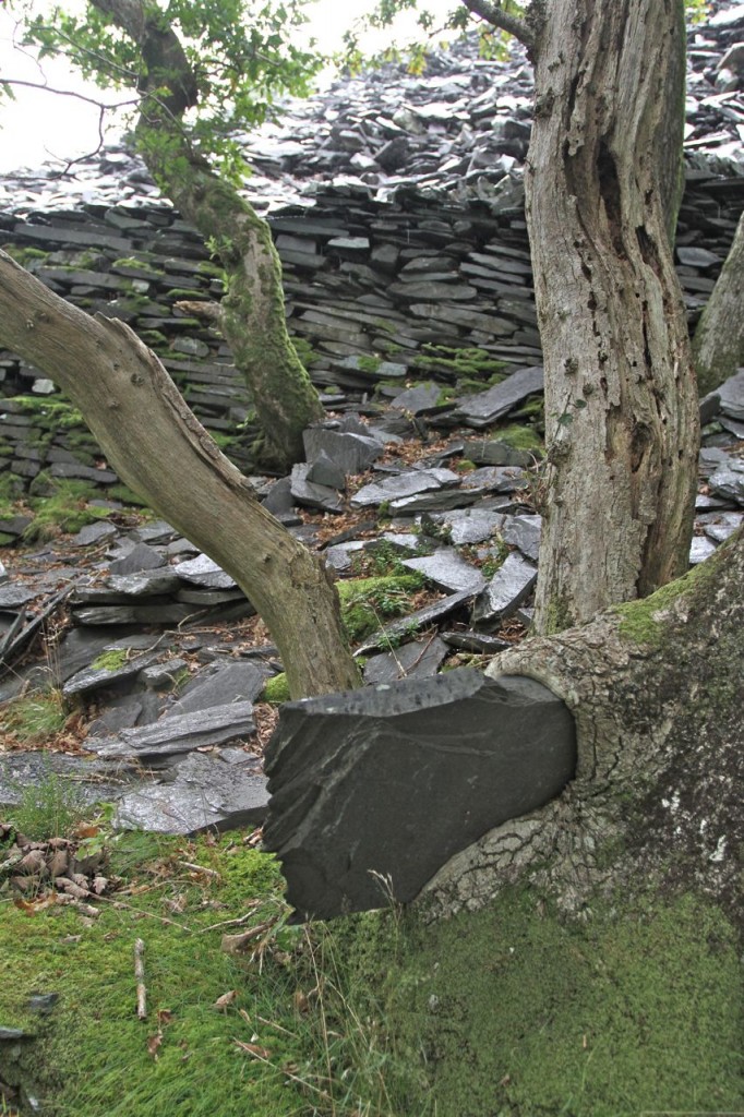 Tree growing around a piece of slate (Photo:Tim Jones)