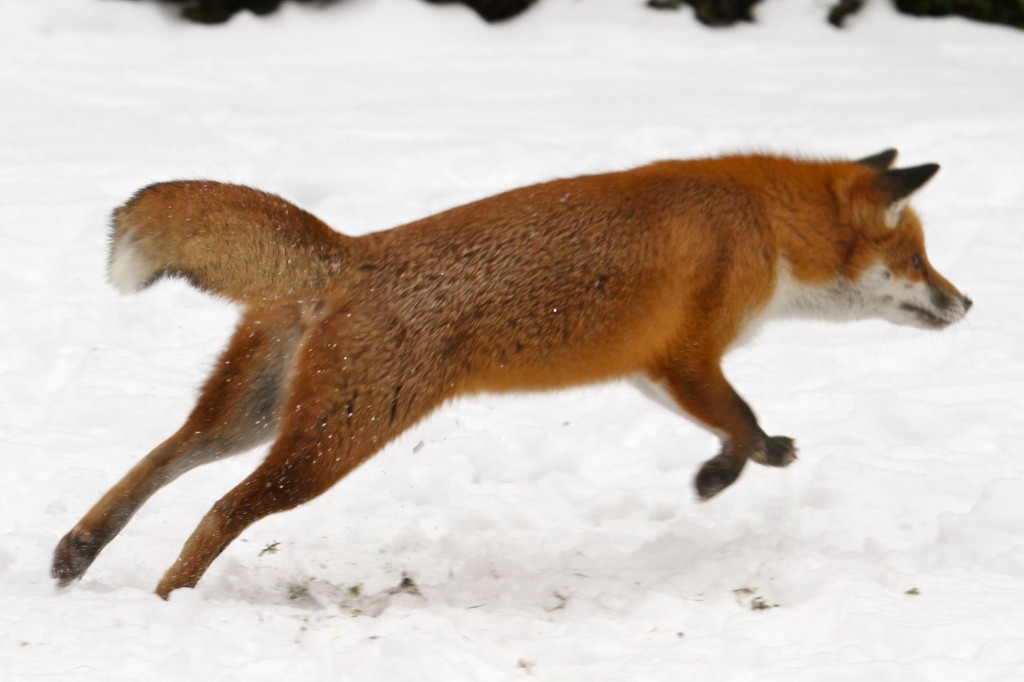 Fox playing with rat (Photo:Tim Jones)