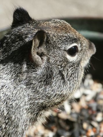 California Ground Squirrel (Photo:Tim Jones)