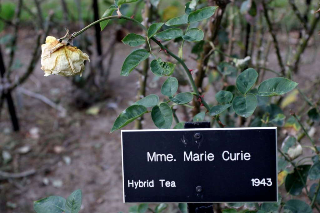 Marie Curie rose (Photo:Tim Jones)
