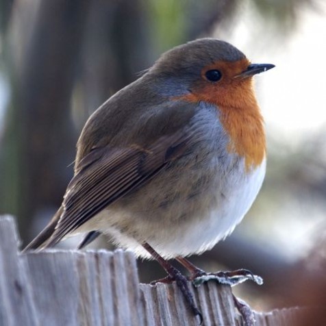 Robin (Photo:Tim Jones)