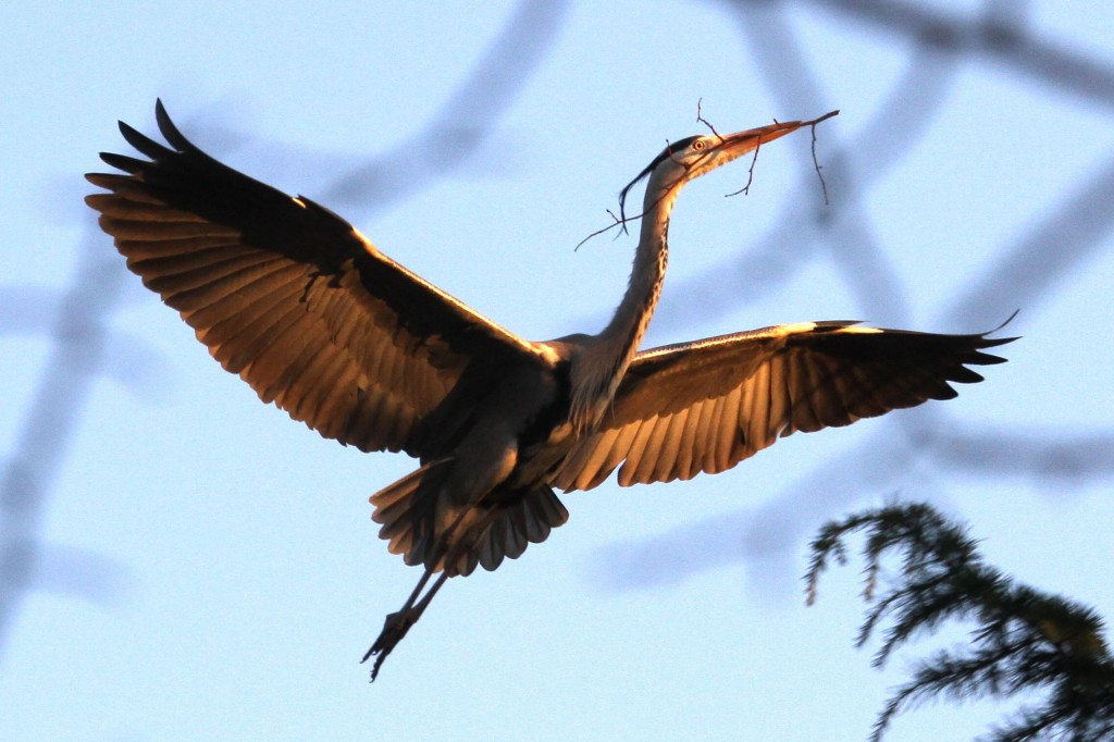 Grey Heron with nesting material (Photo:Tim Jones)