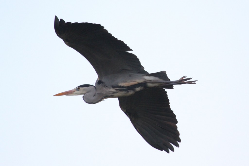 Grey Heron flying with retracted neck (Photo:Tim Jones)