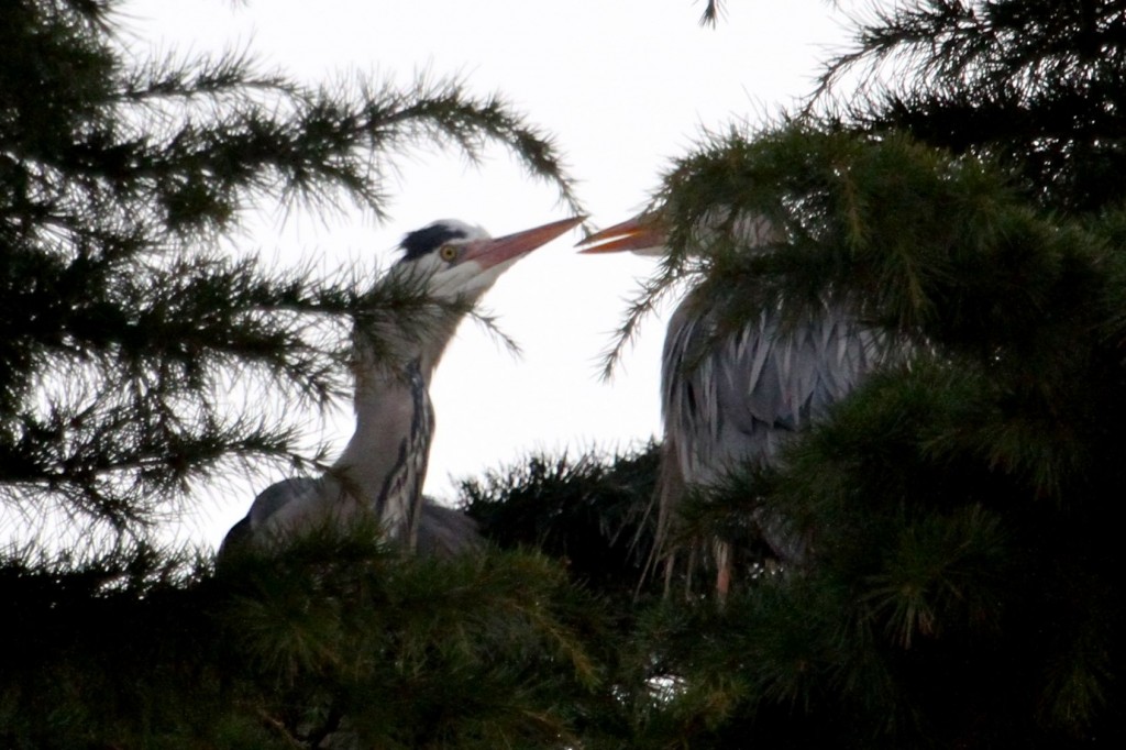Grey Herons: adult (right) with 'second winter' juvenile (left) (Photo:Tim Jones)