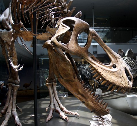 Puzzling over Tyrannosaurs at the Natural History Museum of Los Angeles ...