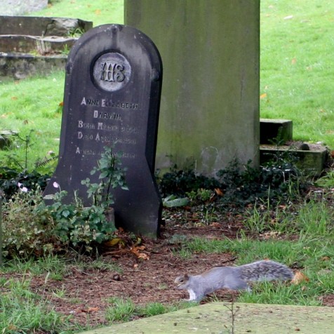 Anne Darwin's Grave at Malvern Priory (Photo:Tim Jones)