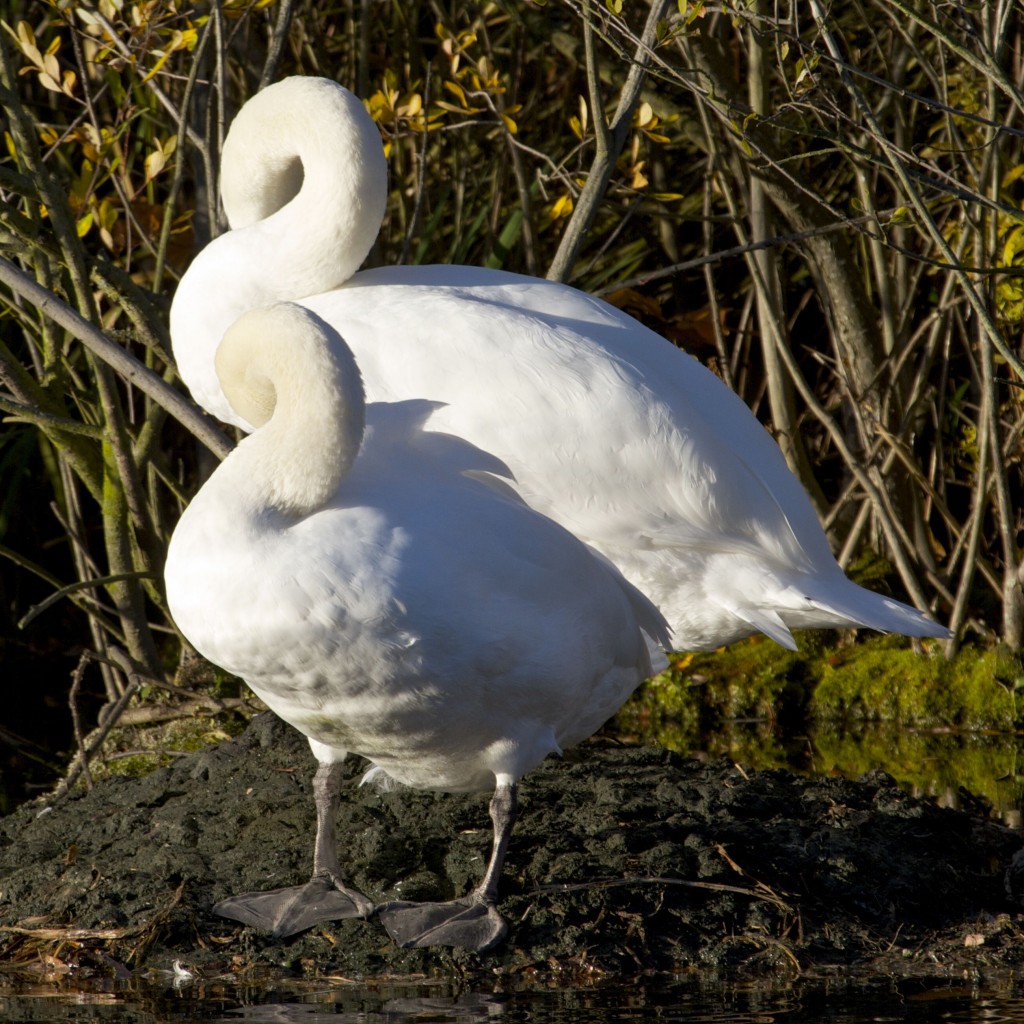 Mute Swan Pair in Synchronised Preening (Photo:Tim Jones)