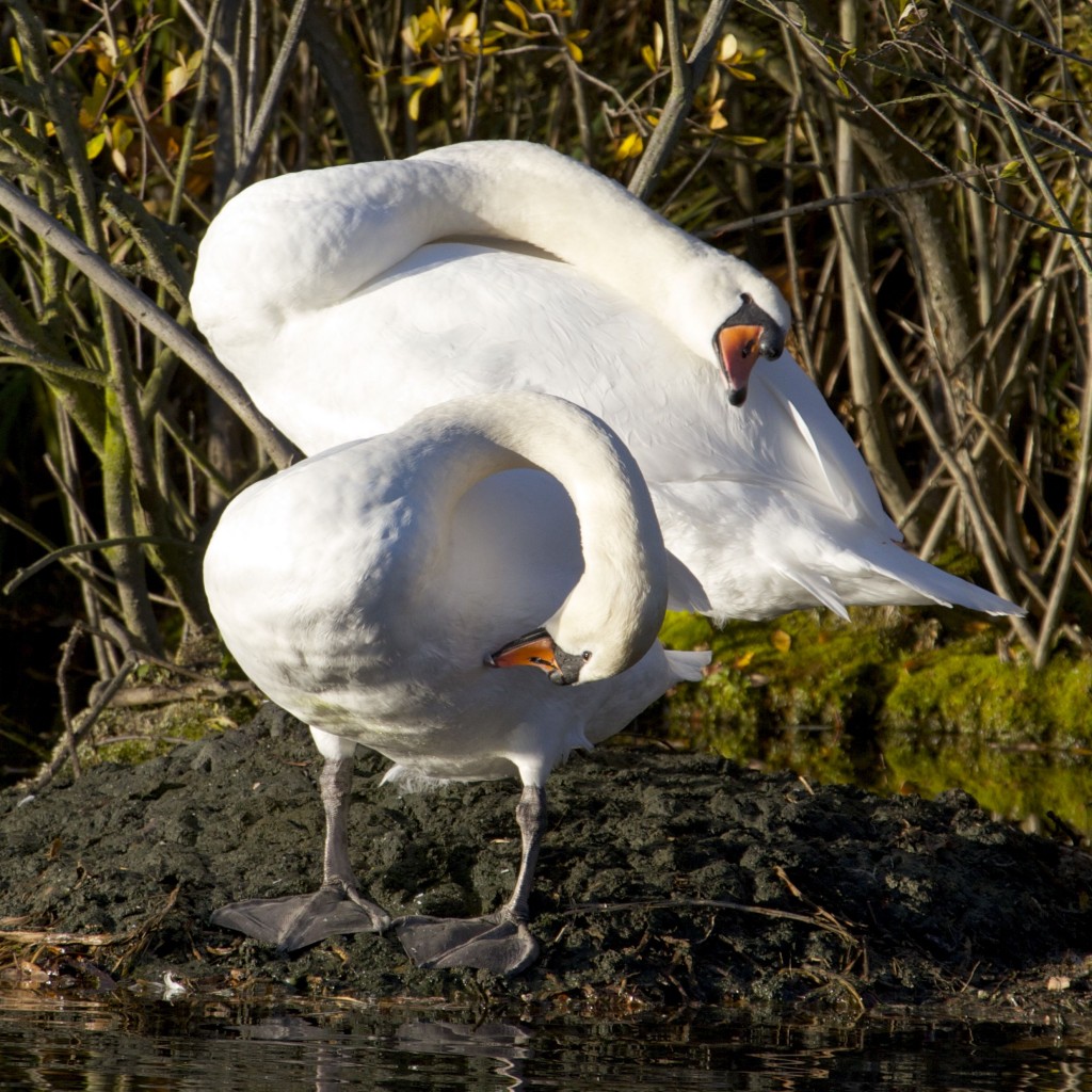 Mute Swan Pair in Synchronised Preening (Photo:Tim Jones)
