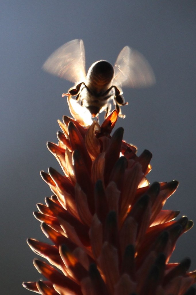 Bee and Flower ©Tim Jones