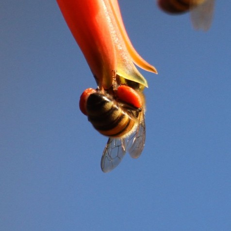 Bee entering Aloe flower with pollen baskets