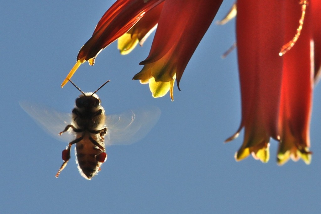 Bee and flower at Huntington Gardens © Tim Jones