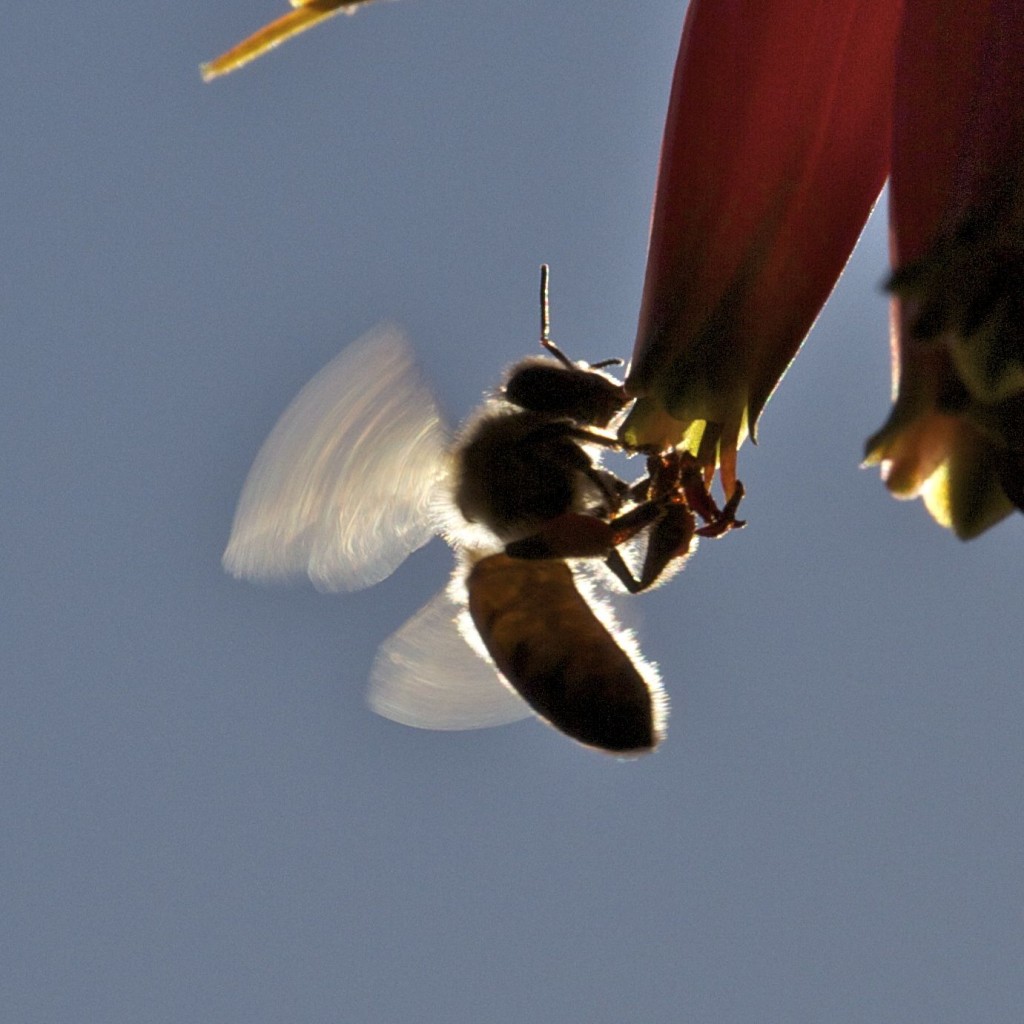 Bee with Flower © Tim Jones