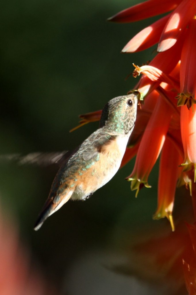 Humming Bird Feeding on Aloe (©Tim Jones)