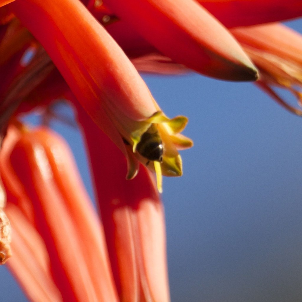 Bee and Flower © Tim Jones