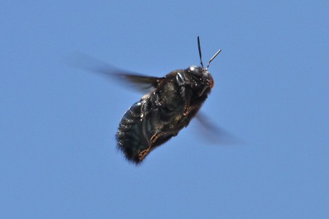 Carpenter Bee on the wing (Photo:Tim Jones)