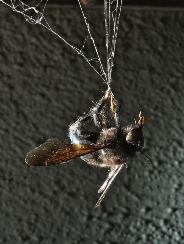 Carpenter Bee Caught in Spider Web (Photo: Tim Jones)